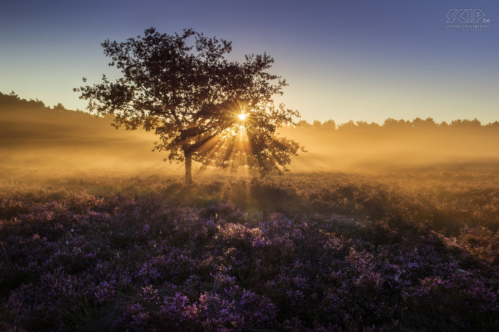 Zonsopgang op Heuvelse Heide Vanaf midden augustus bloeit de heide in onze natuurgebieden in de Kempen. Dus stond ik een paar ochtenden vroeg op om op de Heuvelse Heide in mijn thuisstad Lommel de zonsopgang op de prachtige purperen heide te fotograferen. Stefan Cruysberghs